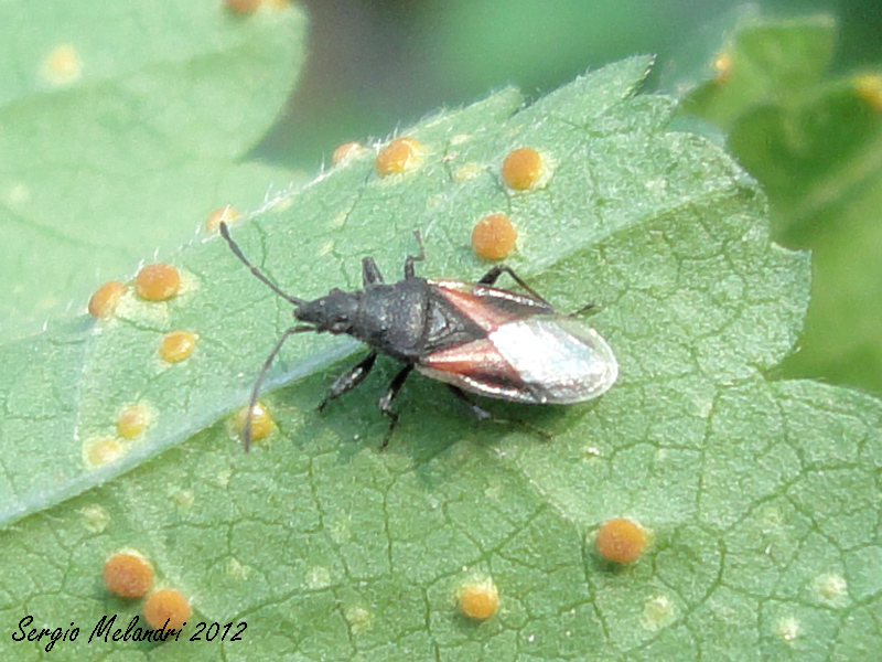 Lygaeidae: Oxycarenus lavaterae della Romagna (RA)